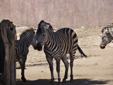 9 Eylül 2015: Zebra podyumda. Meksiko. Hayvanat bahçesinde güneşli bir gün. Afrika vahşi hayvanları
