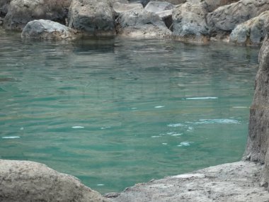 Hayvanat bahçesinde kürk foku, Mexico City.