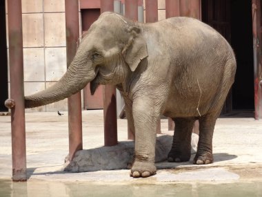 09 Eylül 2019: Podyumdaki fil. Meksiko. Hayvanat bahçesinde güneşli bir gün. Afrika vahşi hayvanları