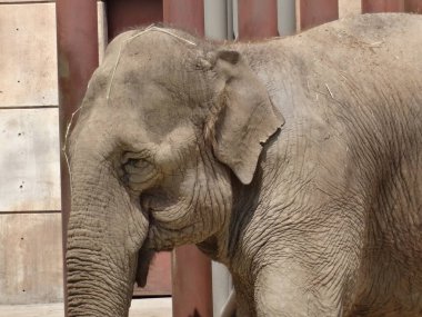 09 Eylül 2019: Podyumdaki fil. Meksiko. Hayvanat bahçesinde güneşli bir gün. Afrika vahşi hayvanları