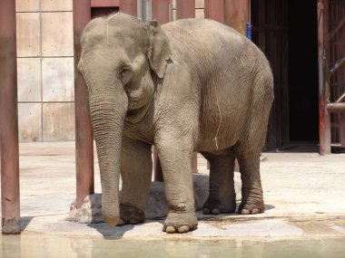 09 Eylül 2019: Podyumdaki fil. Meksiko. Hayvanat bahçesinde güneşli bir gün. Afrika vahşi hayvanları