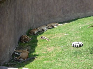 09 Eylül 2019: Aslanlar grubu uyuyor. Meksiko. Hayvanat bahçesinde güneşli bir gün. Afrika vahşi hayvanları