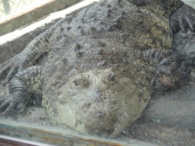 09 Eylül 2015: Hayvanat bahçesinde timsah. Meksiko. Hayvanat bahçesinde güneşli bir gün. Tropik vahşi hayvanlar