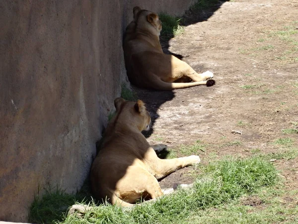Сентября 2019 Львы Спят Мехико Солнечный День Зоопарке Дикие Животные — стоковое фото