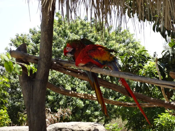 September 2015 Rotpapagei Ara Fliegt Mexiko Stadt Sonniger Tag Zoo — Stockfoto