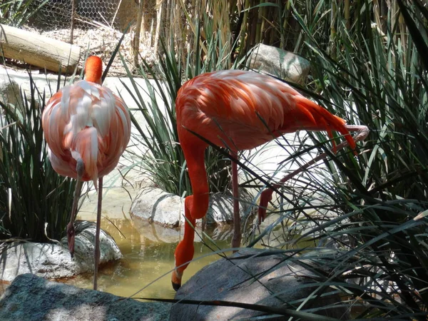 September 2015 Amerikanischer Flamingo Phoenicopterus Ruber Mexiko Stadt Sonniger Tag — Stockfoto