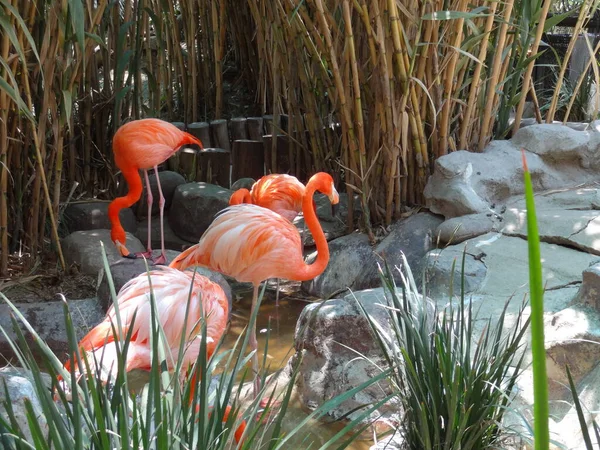 September 2015 American Flamingo Phoenicopterus Ruber Mexico City Sunny Day — Stock Photo, Image