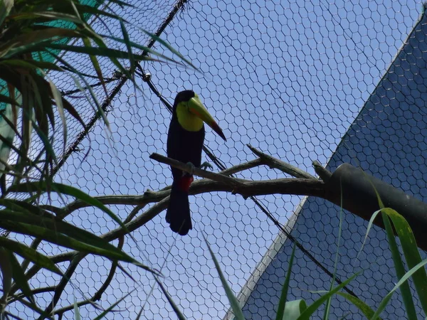 Septiembre 2015 Keel Facturó Toucan Sucursal Ciudad México Día Soleado —  Fotos de Stock