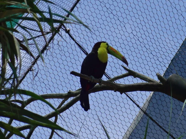 September 2015 Keel Billed Toucan Branch Mexico City Sunny Day — Stock Photo, Image