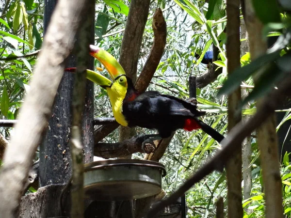 Setembro 2015 Keel Faturado Toucan Filial Cidade México Dia Ensolarado — Fotografia de Stock