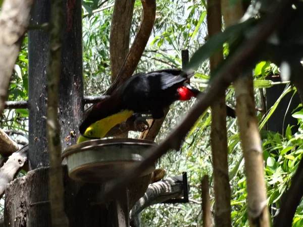 2015 Keel Billed Toucan Branch 멕시코 동물원의 — 스톡 사진