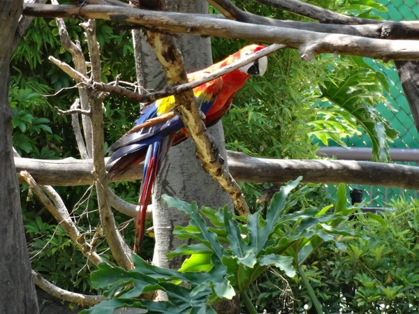 Září 2015 Papoušek Červený Macaw Letí Mexico City Slunečný Den — Stock fotografie