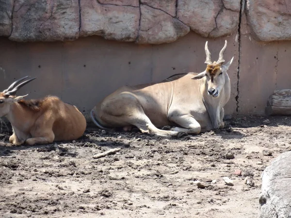 Impala Fond Vert Impala Est Une Antilope Taille Moyenne Que — Photo