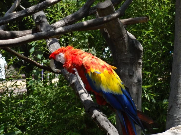 Setembro 2015 Papagaio Vermelho Macaw Voar Cidade México Dia Ensolarado — Fotografia de Stock