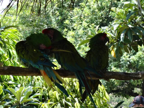 Сентября 2015 Красный Попугай Летит Ара Мехико Солнечный День Зоопарке — стоковое фото