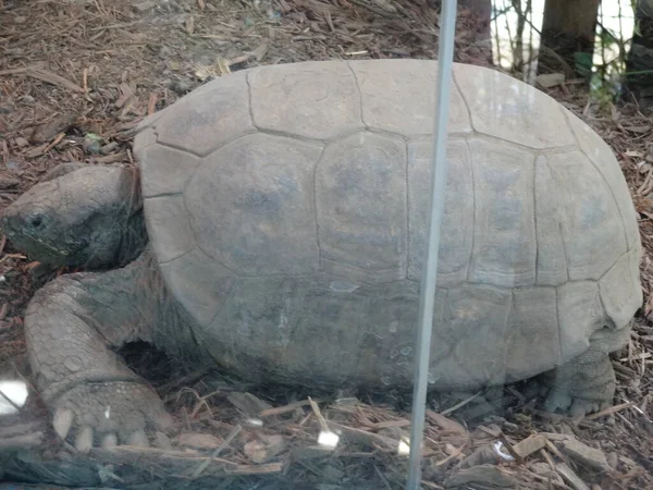 September 2019 Giant Tortoise Catwalk Mexico City Sunny Day Zoo — Stock Photo, Image