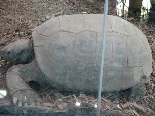 September 2019 Riesenschildkröte Auf Dem Laufsteg Mexiko Stadt Sonniger Tag — Stockfoto