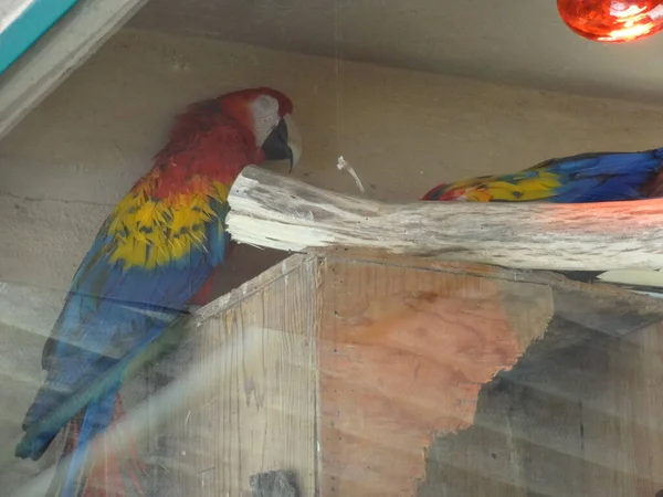 Setembro 2015 Papagaio Vermelho Macaw Voar Cidade México Dia Ensolarado — Fotografia de Stock