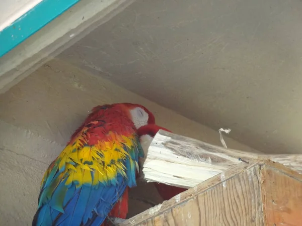 Září 2015 Papoušek Červený Macaw Letí Mexico City Slunečný Den — Stock fotografie