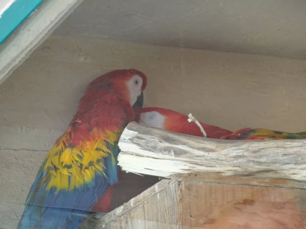 Září 2015 Papoušek Červený Macaw Letí Mexico City Slunečný Den — Stock fotografie