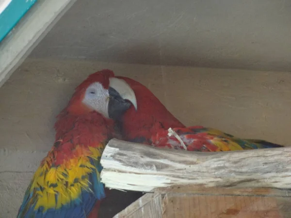 Září 2015 Papoušek Červený Macaw Letí Mexico City Slunečný Den — Stock fotografie