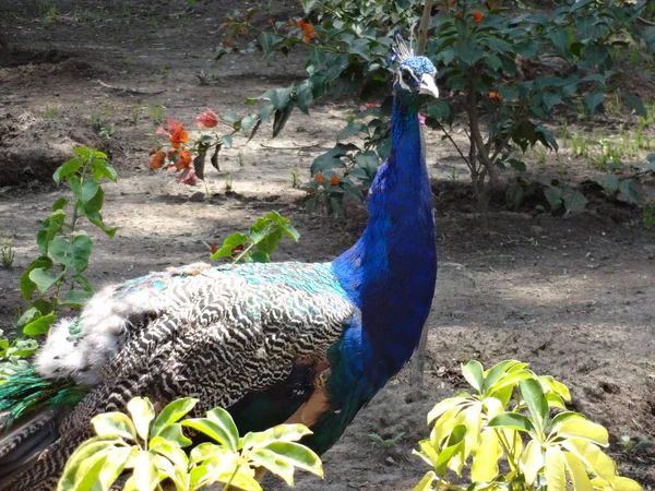 September 2015 Blue Peacocks Zoo Mexico City Sunny Day Zoo — Stock Photo, Image