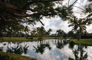 Dominik Cumhuriyeti 'ndeki tropikal bir adada, seçkin bir golf kulübünün gölünün yanında bir balıkçıl. Palmiye ağaçları ve güzel manzaralar.