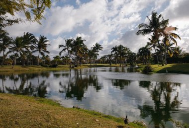 Dominik Cumhuriyeti 'ndeki tropikal bir adada, seçkin bir golf kulübünün gölünün yanında bir balıkçıl. Palmiye ağaçları ve güzel manzaralar.