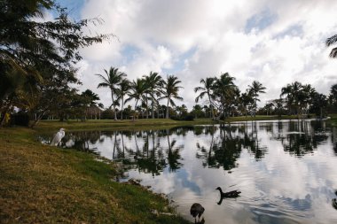 Dominik Cumhuriyeti 'ndeki tropikal bir adada, seçkin bir golf kulübünün gölünün yanında bir balıkçıl. Palmiye ağaçları ve güzel manzaralar.