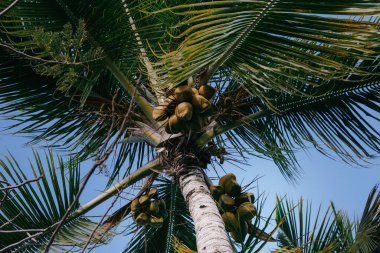 Dominik Cumhuriyeti 'ndeki tropik bir adada, seçkin bir golf kulübünde meyveli hindistan cevizi palmiyesi.