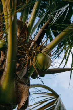 Dominik Cumhuriyeti 'ndeki tropik bir adada, seçkin bir golf kulübünde meyveli hindistan cevizi palmiyesi.