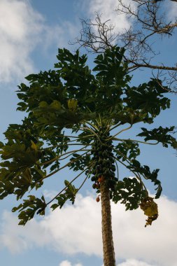 Dominik Cumhuriyeti 'ndeki tropik bir adada seçkin bir golf kulübündeki ağaçta yeşil ve olgun papayalar.