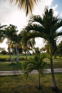 Dominik Cumhuriyeti 'ndeki tropik bir adadaki seçkin bir golf kulübünün inanılmaz manzaraları tilki kuyruğu ve hindistan cevizi palmiyeleri, yeşil yapraklar, tarlalar, göl...