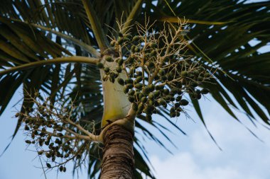Dominik Cumhuriyeti 'ndeki tropik bir adada, seçkin bir golf kulübünde meyveli hindistan cevizi palmiyesi.