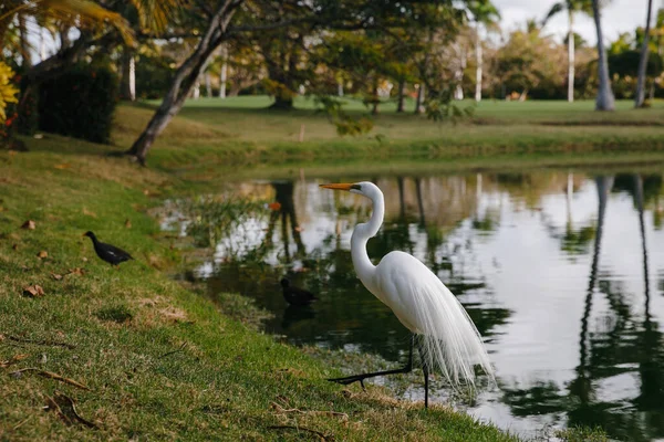 Héron Blanc Près Lac Club Golf Élite Sur Une Île — Photo