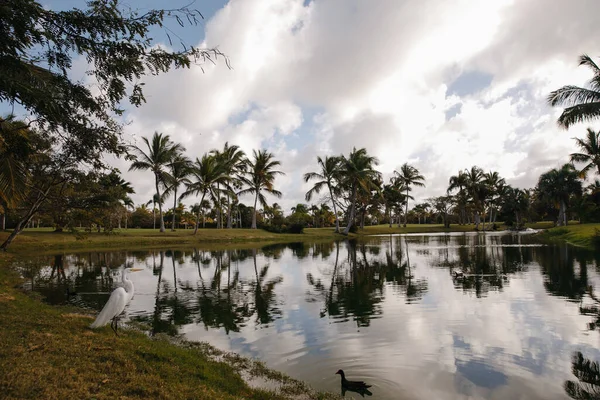 Dominik Cumhuriyeti 'ndeki tropikal bir adada, seçkin bir golf kulübünün gölünün yanında bir balıkçıl. Palmiye ağaçları ve güzel manzaralar.