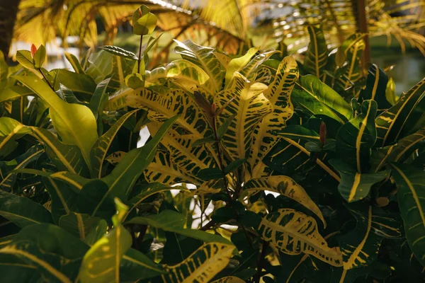 Hojas Multicolores Inusuales Una Planta Club Golf Élite Una Isla —  Fotos de Stock