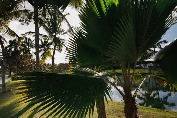 Paesaggi Incredibili Golf Club Elite Isola Tropicale Nella Repubblica Dominicana — Foto Stock
