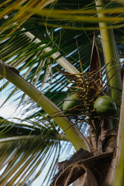 Palmera Coco Con Fruta Club Golf Élite Una Isla Tropical — Foto de Stock