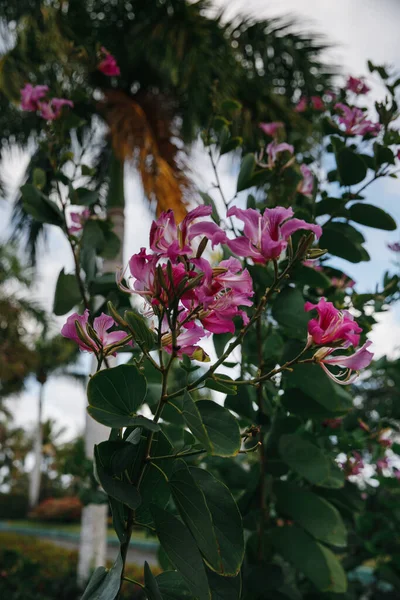 ドミニカ共和国のトロピカルアイランドにあるエリートゴルフクラブピンクの花 — ストック写真