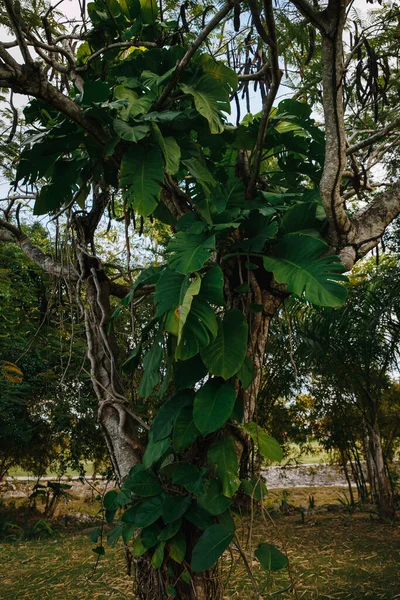 Albero Insolito Golf Club Elite Isola Tropicale Della Repubblica Dominicana — Foto Stock