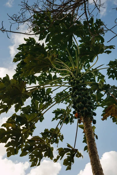Zielone Dojrzałe Papaje Drzewie Elitarnym Klubie Golfowym Tropikalnej Wyspie Republice — Zdjęcie stockowe