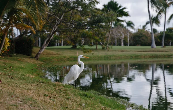 White Heron Lake Elite Golf Club Tropical Island Dominican Republic Stock Photo