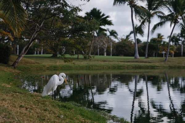 White Heron Lake Elite Golf Club Tropical Island Dominican Republic Stock Picture