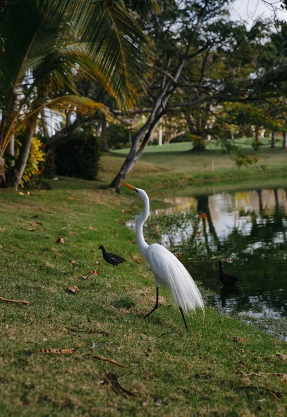 White Heron Lake Elite Golf Club Tropical Island Dominican Republic Royalty Free Stock Photos