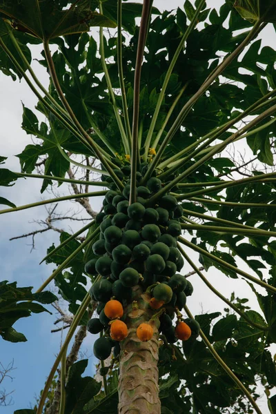 Grüne Und Reife Papayas Auf Einem Baum Einem Elite Golfclub Stockfoto