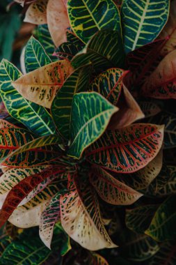 Dominik Cumhuriyeti 'ndeki tropikal bir adada, seçkin bir golf kulübündeki alışılmadık renkli yapraklar, güzel manzaralar.