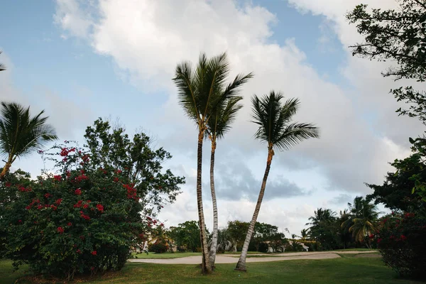 Кокосова Пальма Фруктами Елітному Гольф Клубі Тропічному Острові Домініканської Республіки — стокове фото