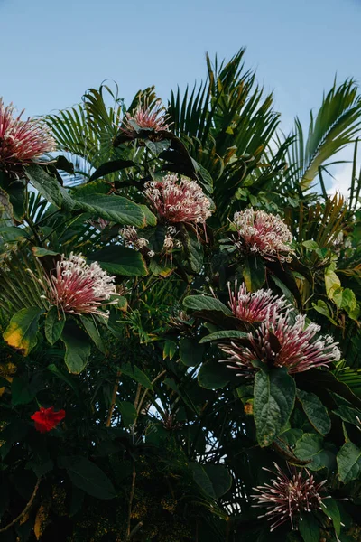 Unusual Tree Flowers Sky Elite Golf Club Tropical Island Dominican — Stock Photo, Image