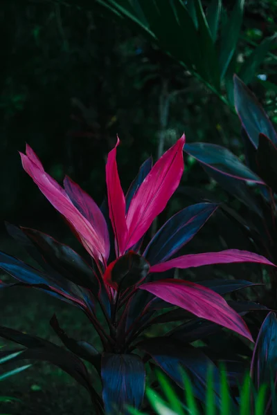 Niezwykłe Wielobarwne Różowe Liście Elitarnym Klubie Golfowym Tropikalnej Wyspie Dominikany — Zdjęcie stockowe